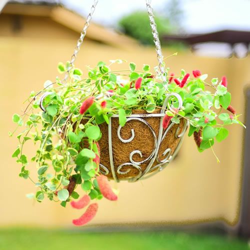 ゴージャスアイアン ハンギングバスケット 【1個単品】 | ガーデンガーデン